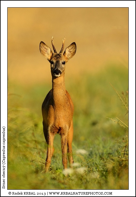 Srnec obecn | Roe Deer | Reh | Capreolus capreolus
