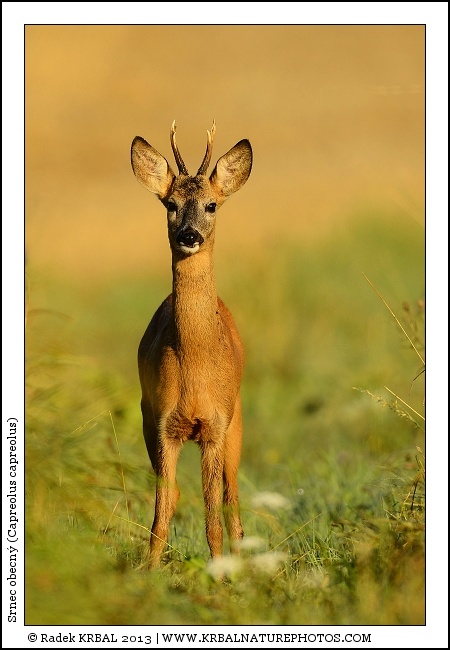 Srnec obecn� | Roe Deer | Reh | Capreolus capreolus