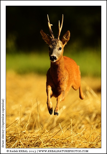 Srnec obecn� | Roe Deer | Reh | Capreolus capreolus