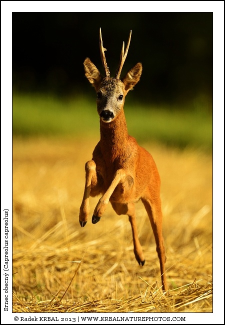Srnec obecn� | Roe Deer | Reh | Capreolus capreolus