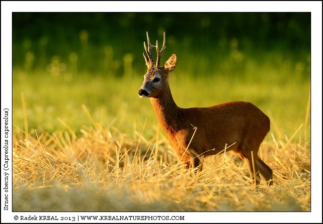 Srnec obecn� | Roe Deer | Reh | Capreolus capreolus
