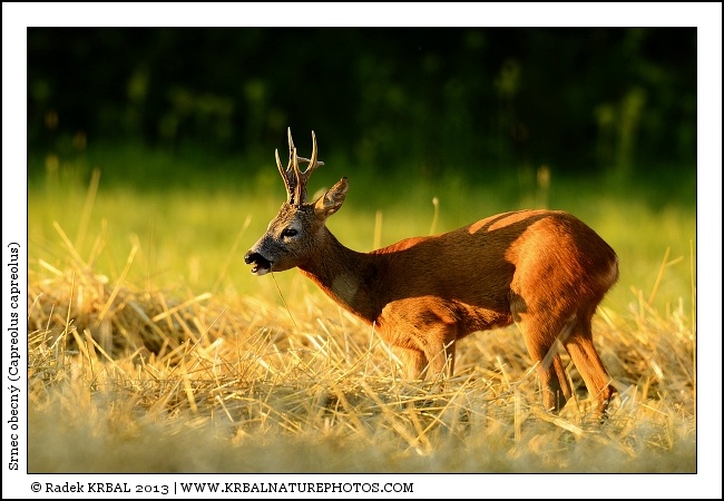 Srnec obecn� | Roe Deer | Reh | Capreolus capreolus
