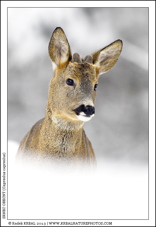 Srnec obecn� | Roe Deer | Reh | Capreolus capreolus