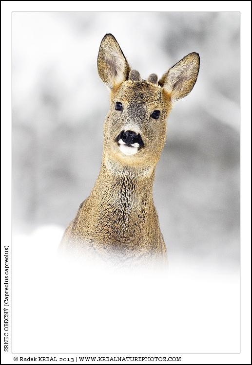 Srnec obecn� | Roe Deer | Reh | Capreolus capreolus