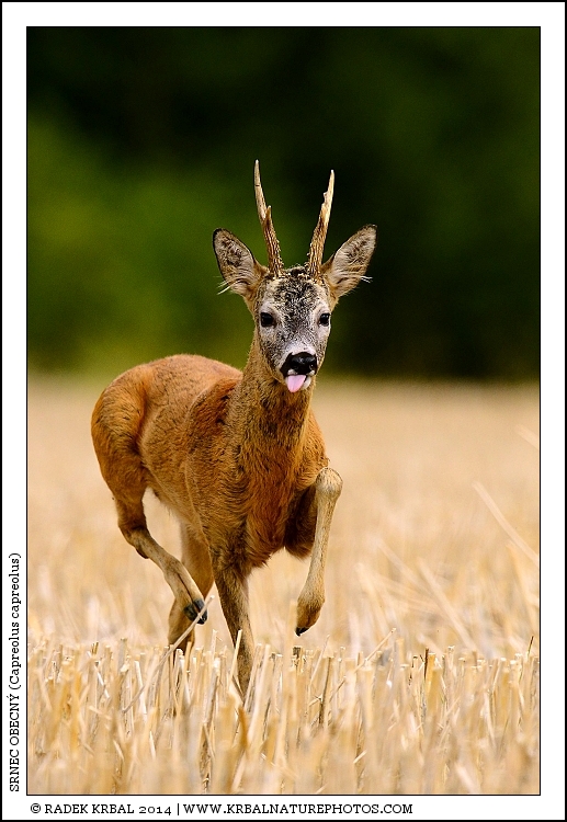 Srnec obecn� | Roe Deer | Reh | Capreolus capreolus