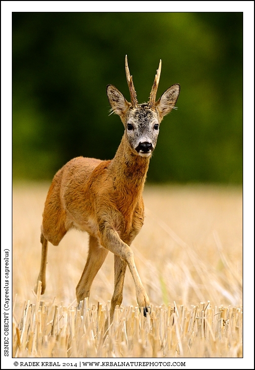 Srnec obecn� | Roe Deer | Reh | Capreolus capreolus