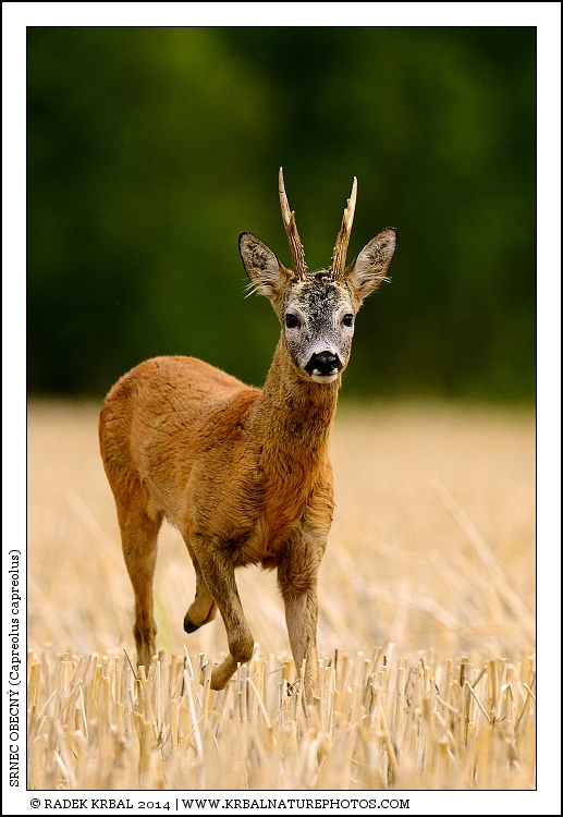 Srnec obecn� | Roe Deer | Reh | Capreolus capreolus