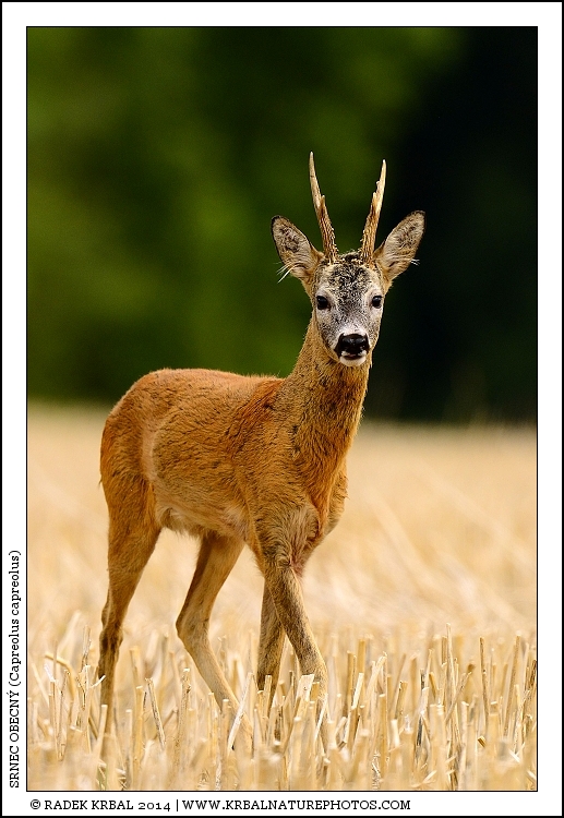 Srnec obecn� | Roe Deer | Reh | Capreolus capreolus