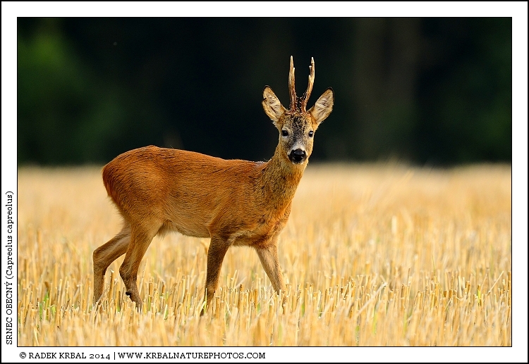 Srnec obecn� | Roe Deer | Reh | Capreolus capreolus