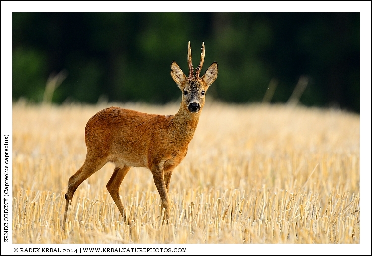 Srnec obecn� | Roe Deer | Reh | Capreolus capreolus