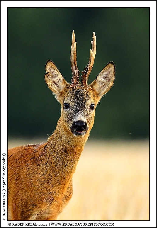 Srnec obecn� | Roe Deer | Reh | Capreolus capreolus
