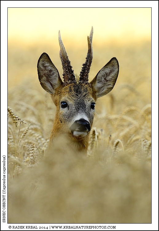 Srnec obecn� | Roe Deer | Reh | Capreolus capreolus