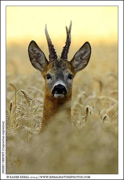 Srnec obecn� | Roe Deer | Reh | Capreolus capreolus