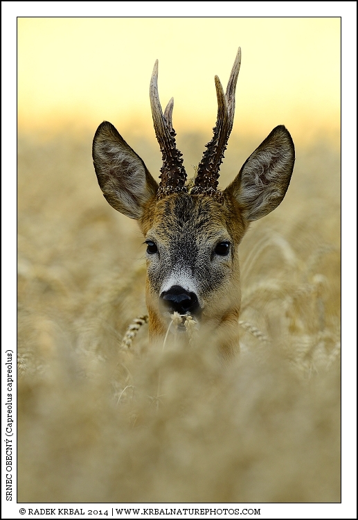 Srnec obecn� | Roe Deer | Reh | Capreolus capreolus