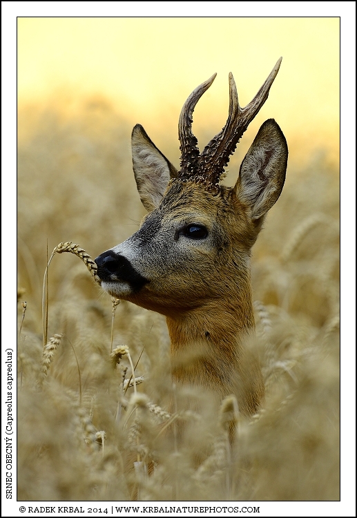 Srnec obecn� | Roe Deer | Reh | Capreolus capreolus