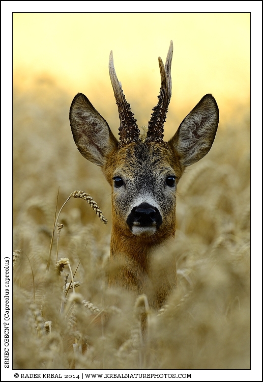 Srnec obecn� | Roe Deer | Reh | Capreolus capreolus