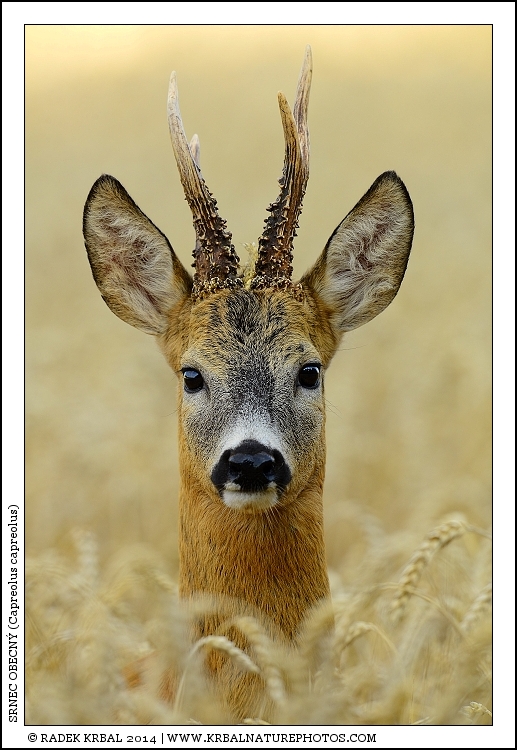 Srnec obecn� | Roe Deer | Reh | Capreolus capreolus