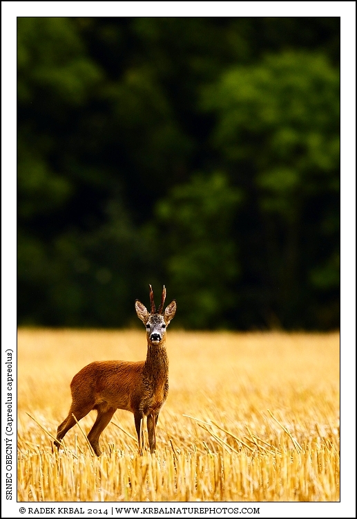 Srnec obecn� | Roe Deer | Reh | Capreolus capreolus
