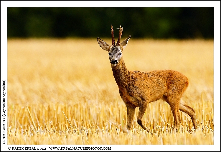 Srnec obecn� | Roe Deer | Reh | Capreolus capreolus