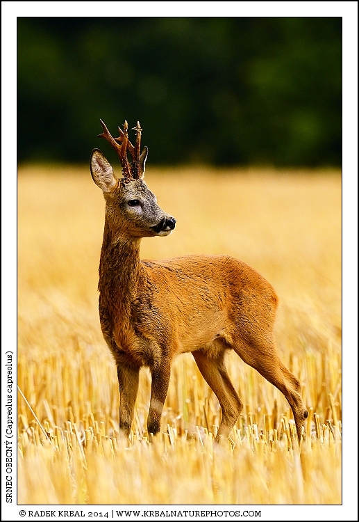 Srnec obecn� | Roe Deer | Reh | Capreolus capreolus