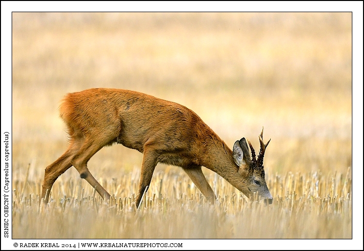 Srnec obecn� | Roe Deer | Reh | Capreolus capreolus