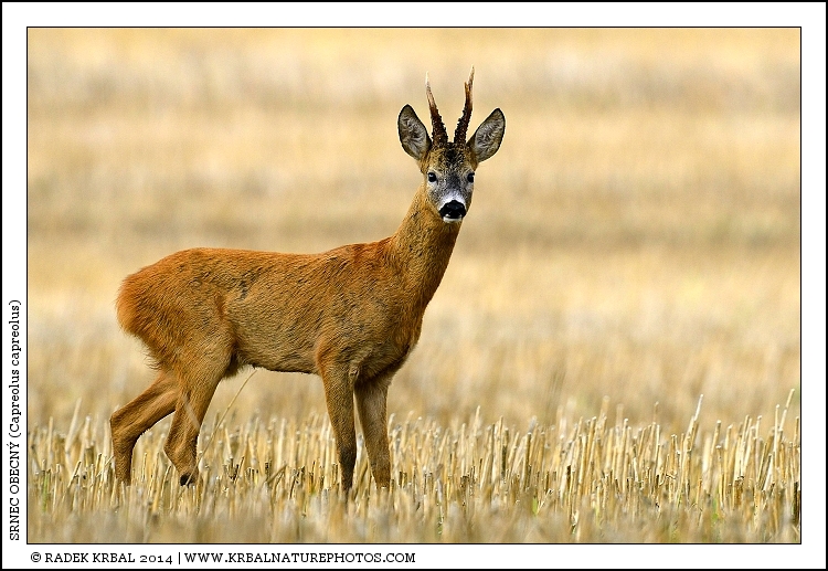 Srnec obecn� | Roe Deer | Reh | Capreolus capreolus