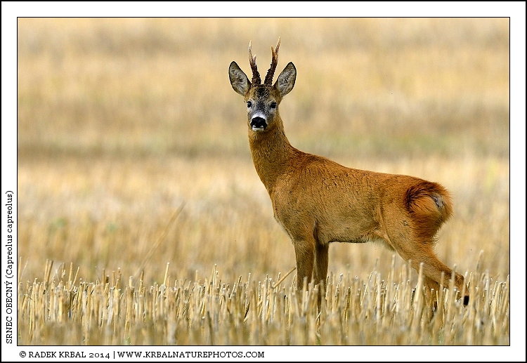 Srnec obecn� | Roe Deer | Reh | Capreolus capreolus