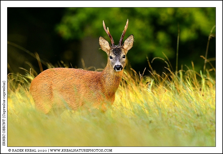 Srnec obecn� | Roe Deer | Reh | Capreolus capreolus