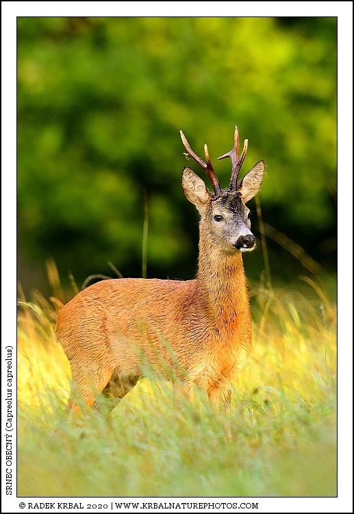 Srnec obecn� | Roe Deer | Reh | Capreolus capreolus