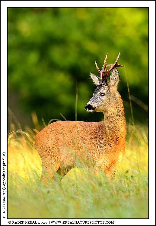 Srnec obecn� | Roe Deer | Reh | Capreolus capreolus