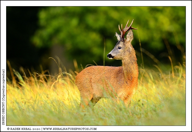 Srnec obecn� | Roe Deer | Reh | Capreolus capreolus