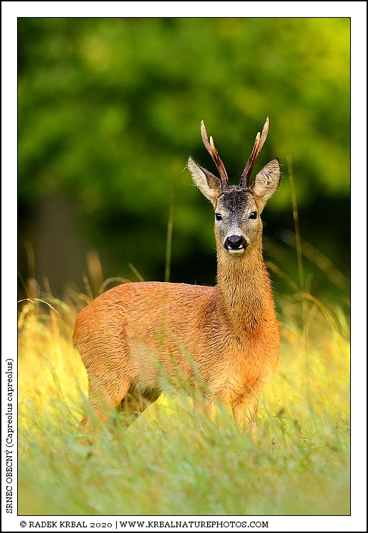 Srnec obecn� | Roe Deer | Reh | Capreolus capreolus