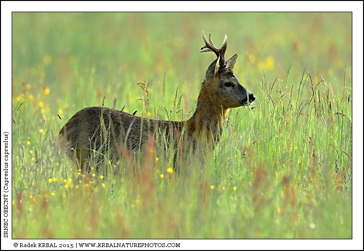 Srnec obecn� | Roe Deer | Reh | Capreolus capreolus
