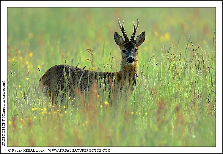 Srnec obecn� | Roe Deer | Reh | Capreolus capreolus