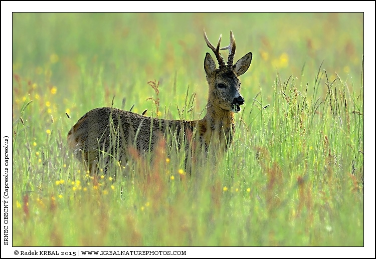 Srnec obecn� | Roe Deer | Reh | Capreolus capreolus