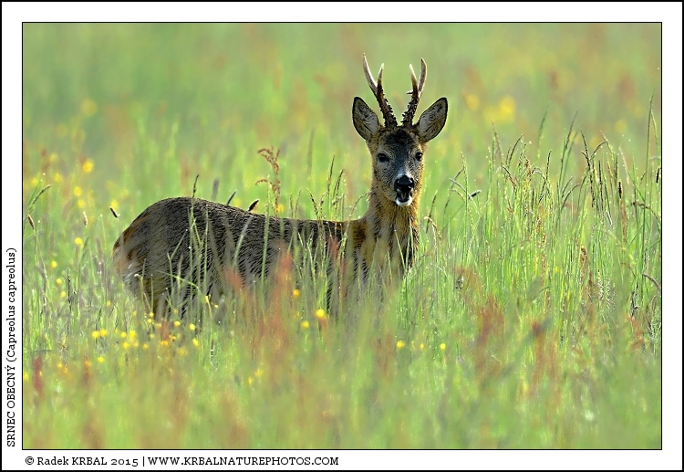 Srnec obecn� | Roe Deer | Reh | Capreolus capreolus