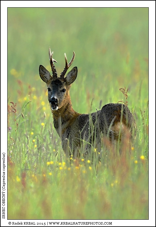 Srnec obecn� | Roe Deer | Reh | Capreolus capreolus