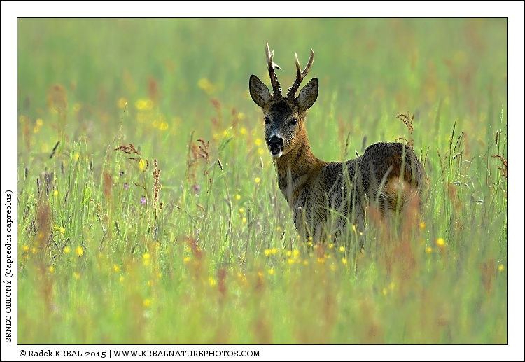 Srnec obecn� | Roe Deer | Reh | Capreolus capreolus