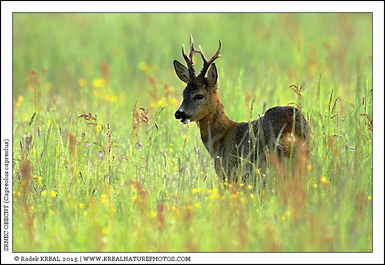Srnec obecn� | Roe Deer | Reh | Capreolus capreolus