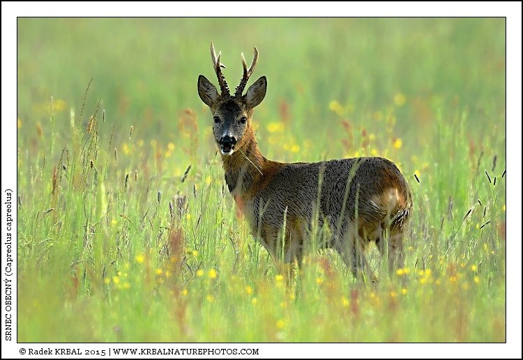 Srnec obecn� | Roe Deer | Reh | Capreolus capreolus