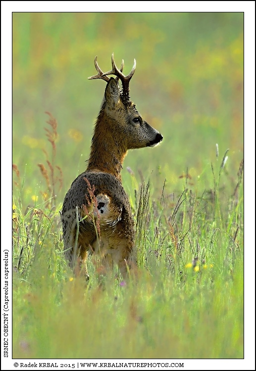 Srnec obecn� | Roe Deer | Reh | Capreolus capreolus