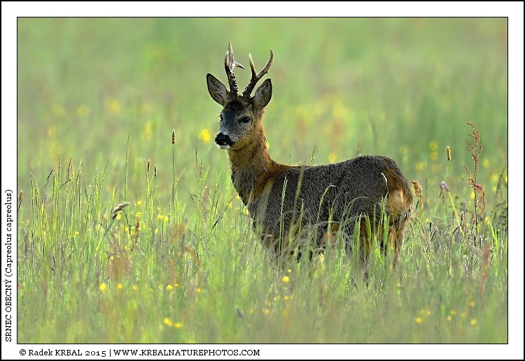 Srnec obecn� | Roe Deer | Reh | Capreolus capreolus