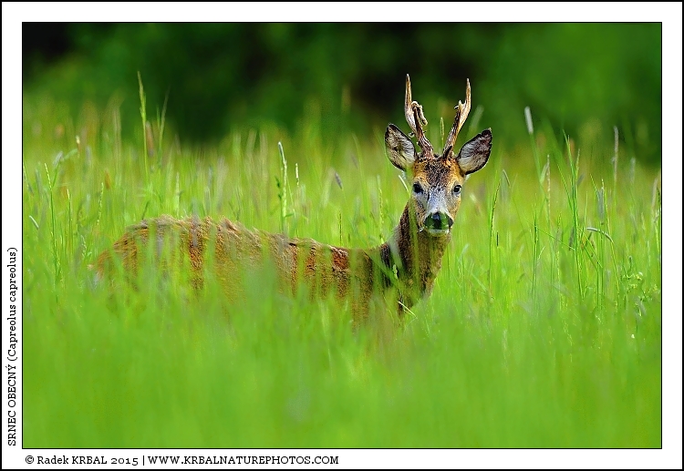 Srnec obecn� | Roe Deer | Reh | Capreolus capreolus