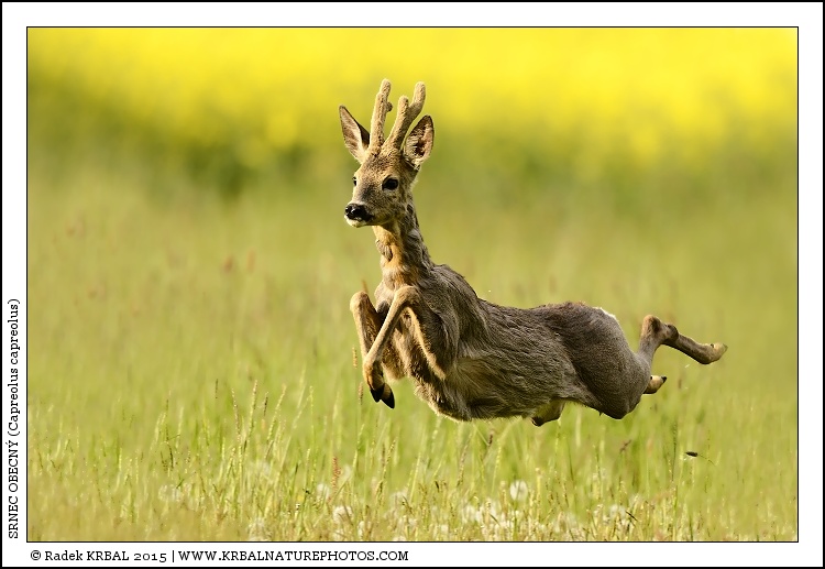 Srnec obecn� | Roe Deer | Reh | Capreolus capreolus