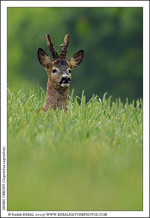 Srnec obecn� | Roe Deer | Reh | Capreolus capreolus