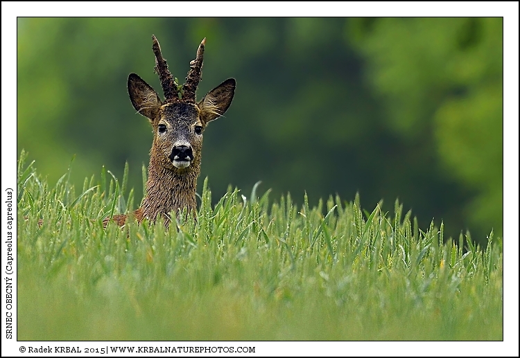 Srnec obecn� | Roe Deer | Reh | Capreolus capreolus