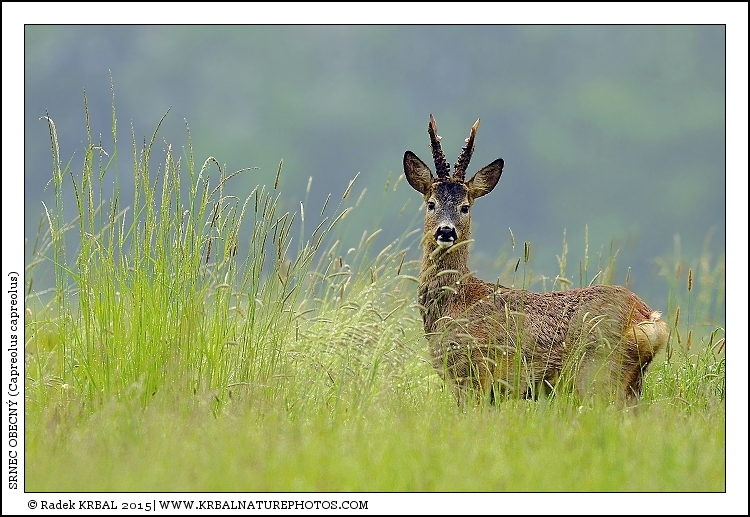 Srnec obecn� | Roe Deer | Reh | Capreolus capreolus