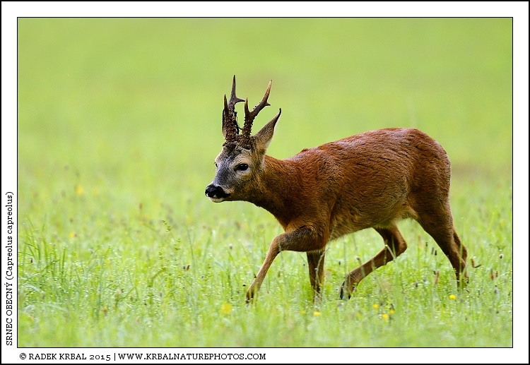 Srnec obecn� | Roe Deer | Reh | Capreolus capreolus