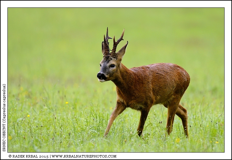 Srnec obecn� | Roe Deer | Reh | Capreolus capreolus