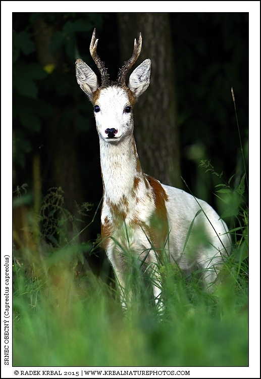 Srnec obecn� | Roe Deer | Reh | Capreolus capreolus